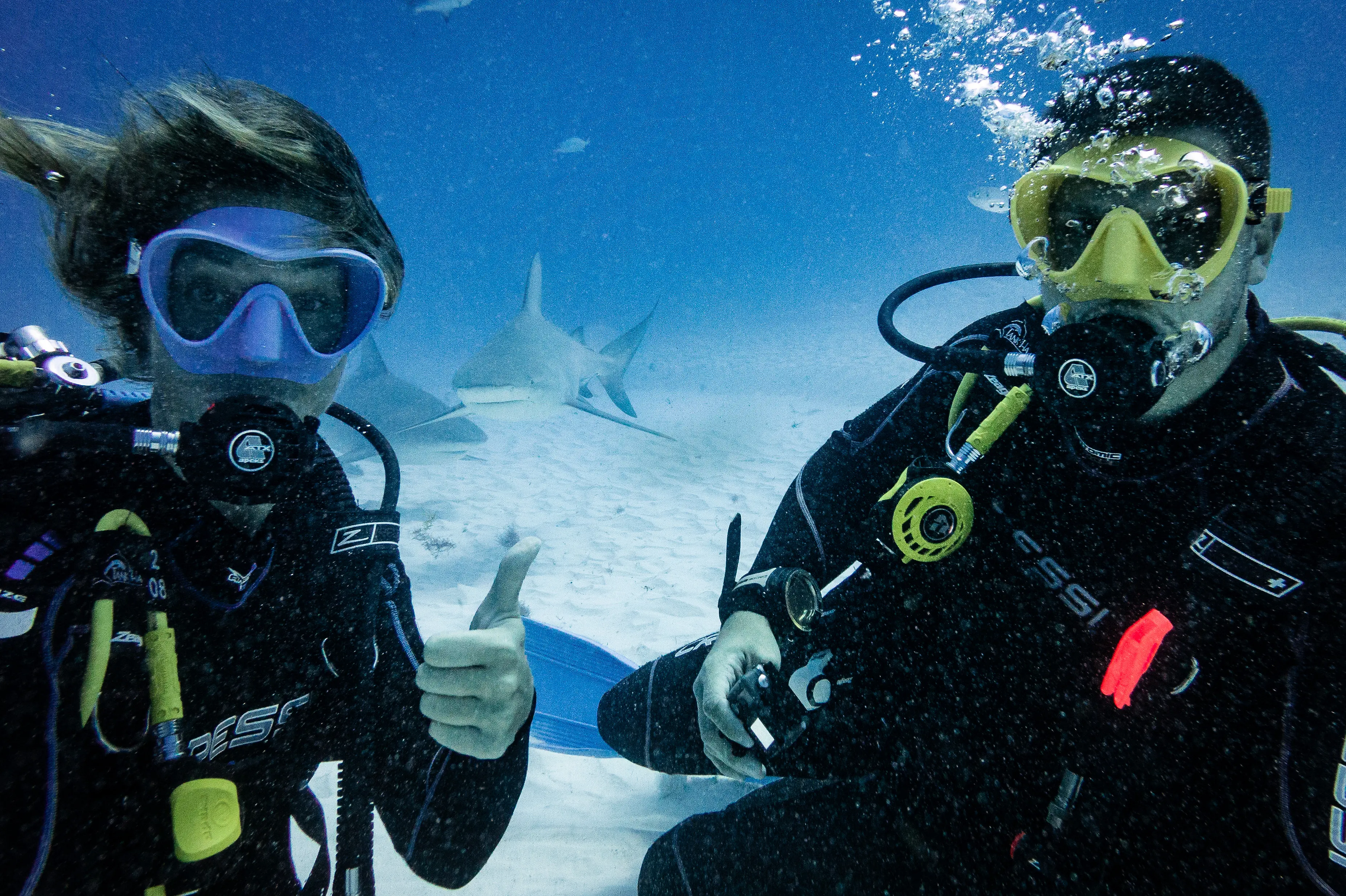 Two divers with bull sharks in the background