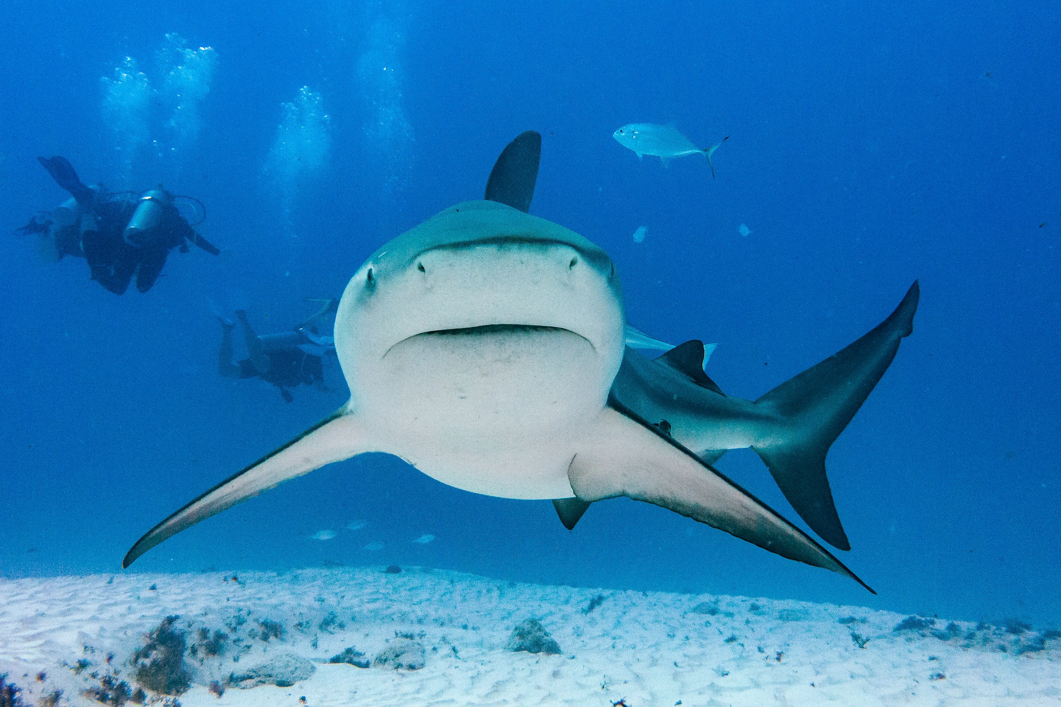 Bull shark