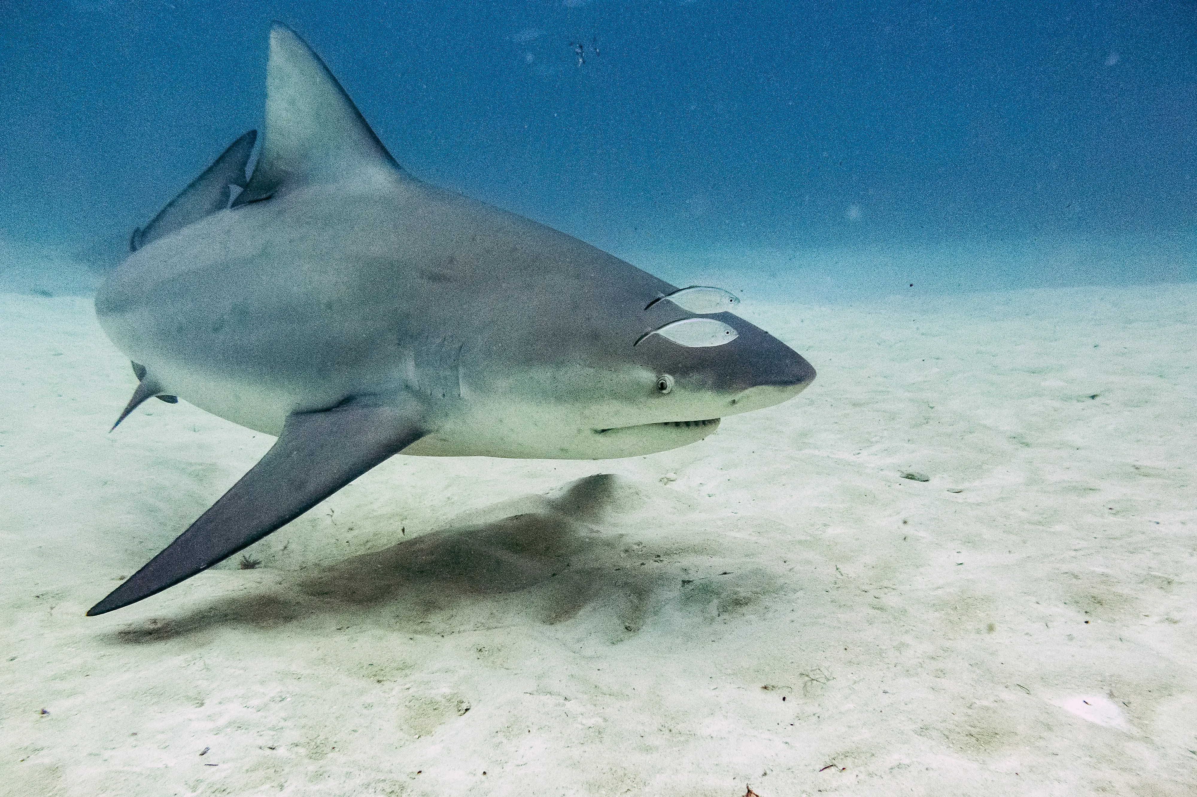 Bull shark accompanied by two small fish