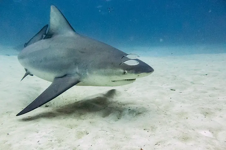 A bull shark accompanied by two small fish