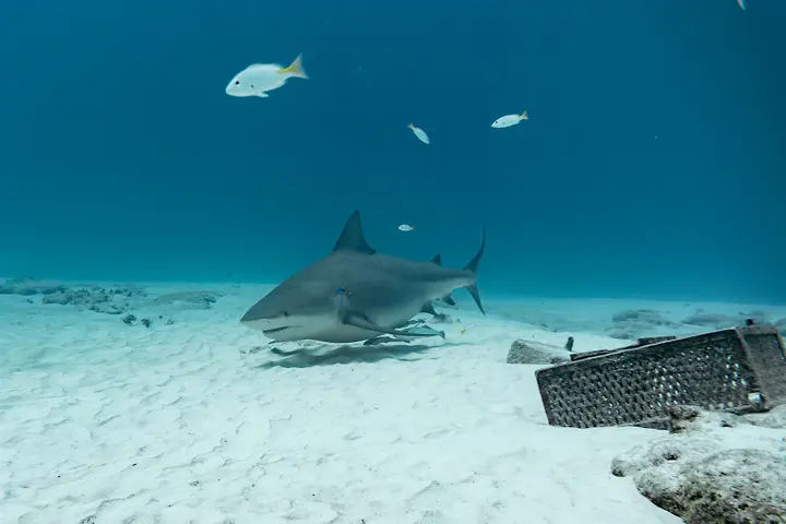 A bull shark cruising over the sandy seabed at Shark Point