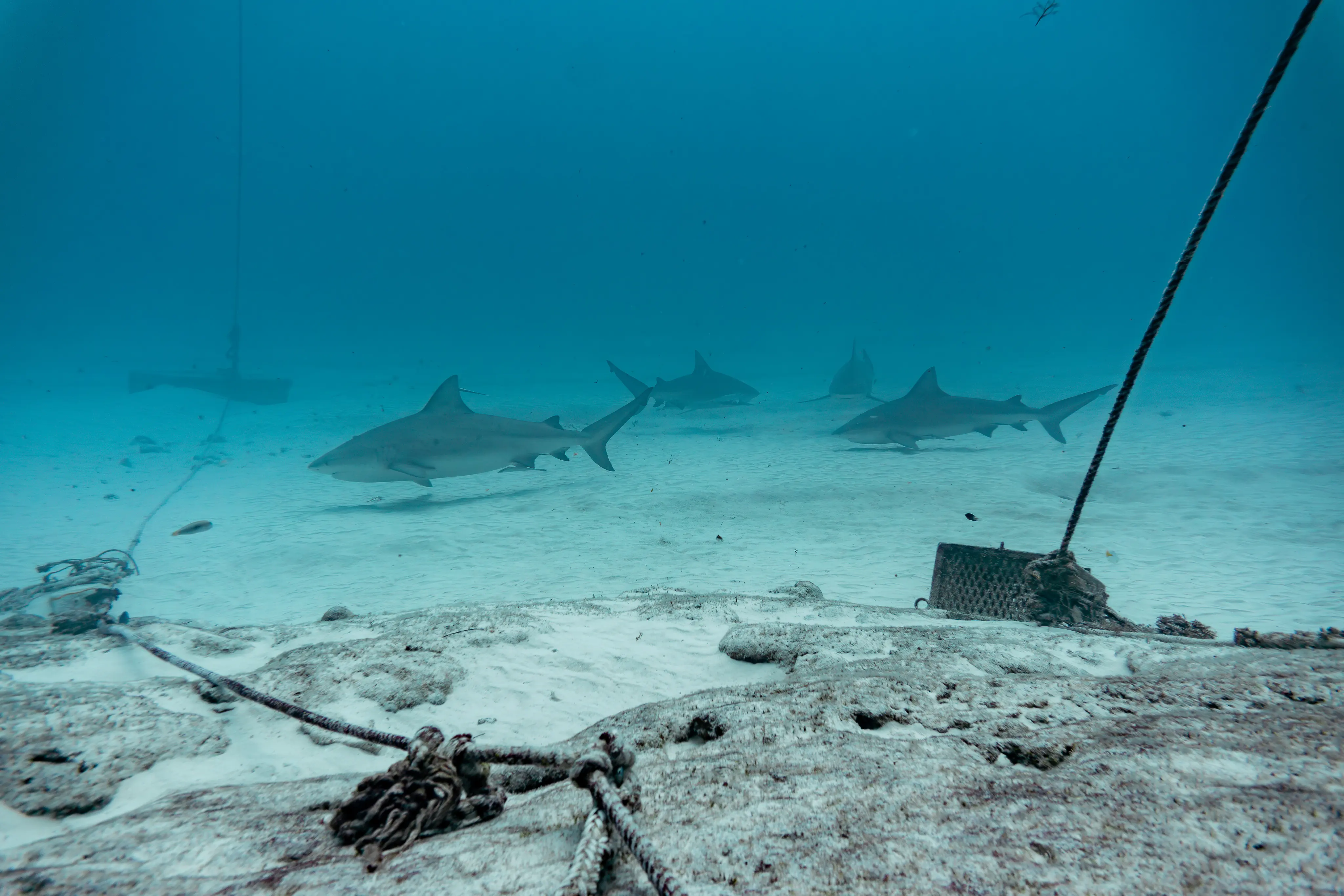 A group of bull sharks at the observation area