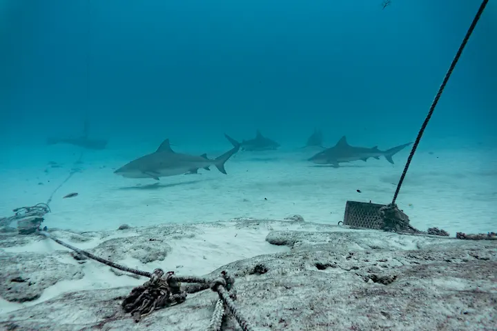 A group of bull sharks moving through the observation area