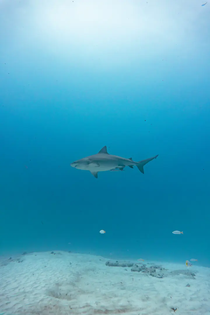 A bull shark moving calmly through open water