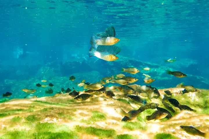 Fish in the open-air area of Eden