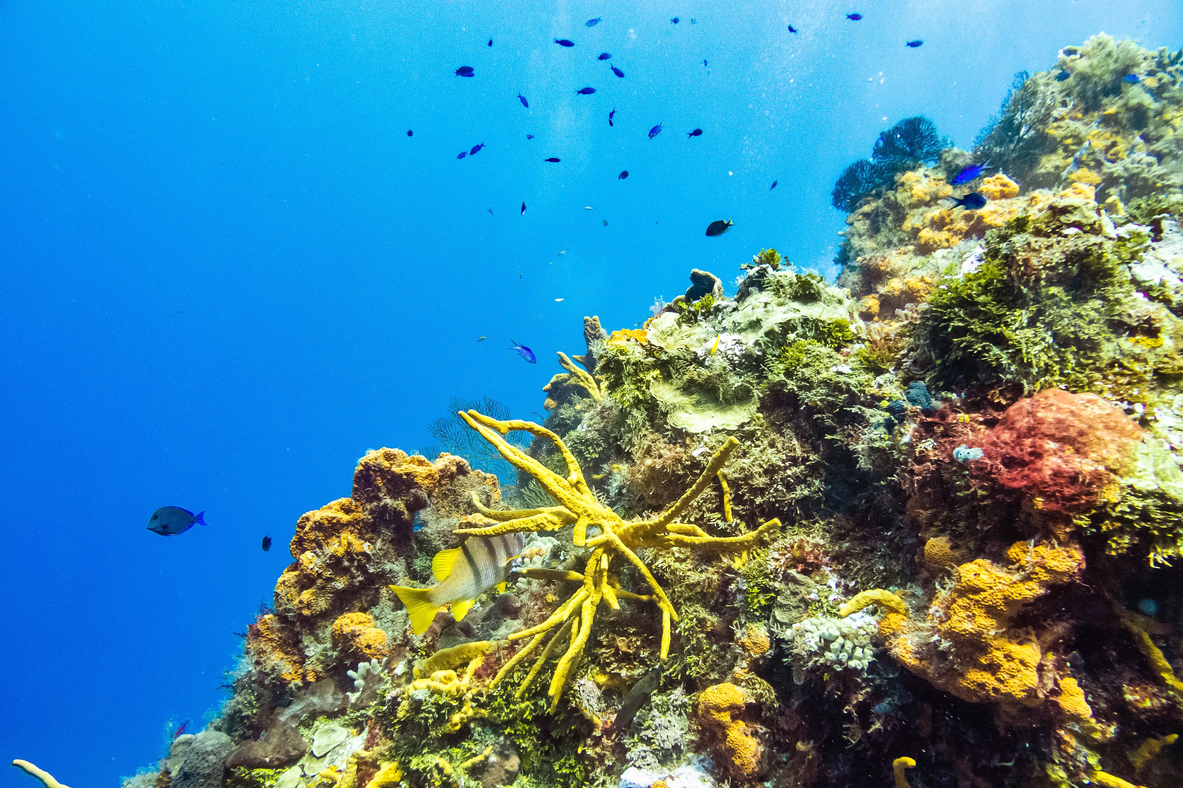 Cozumel coral reef