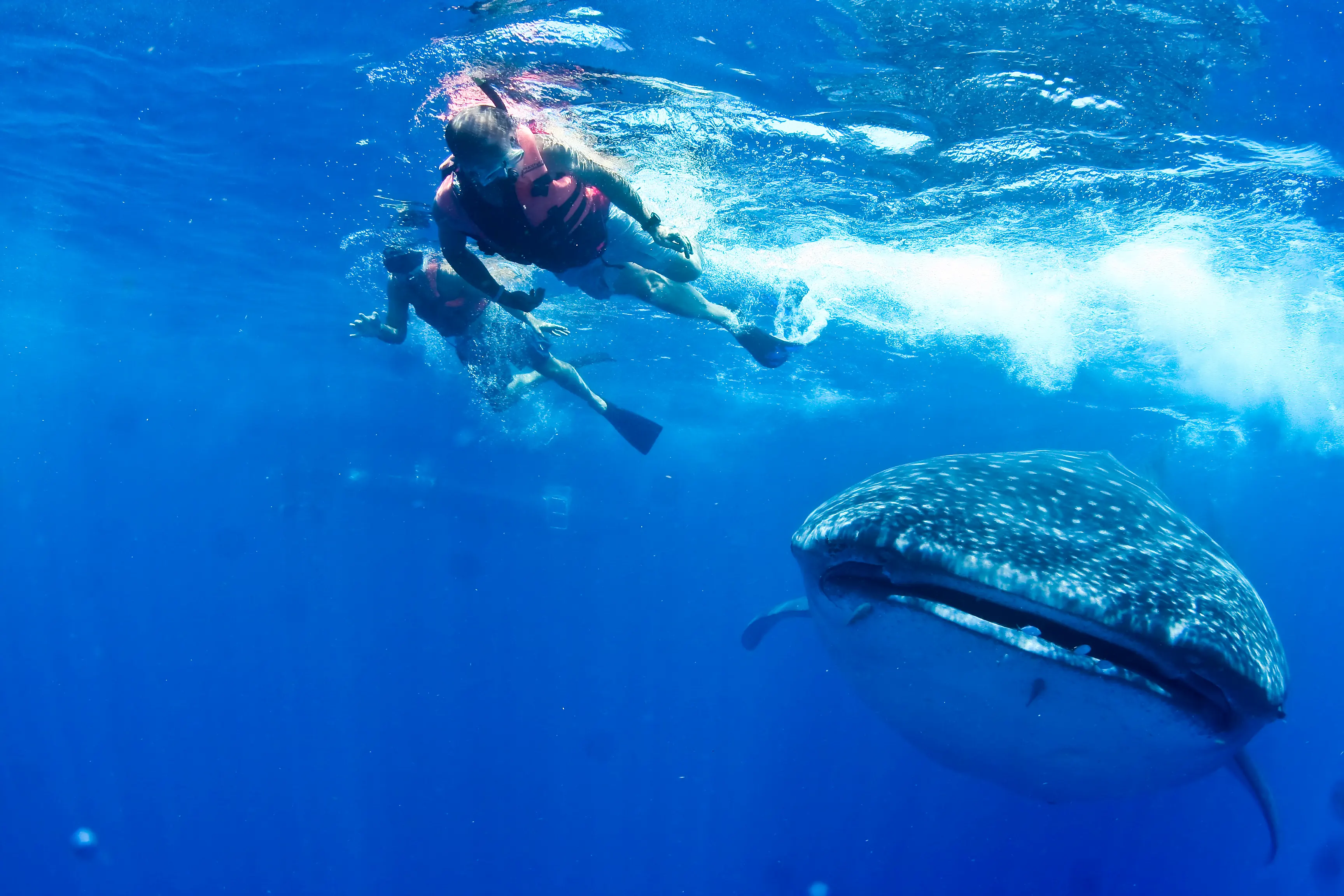 Snorkelers with whale shark