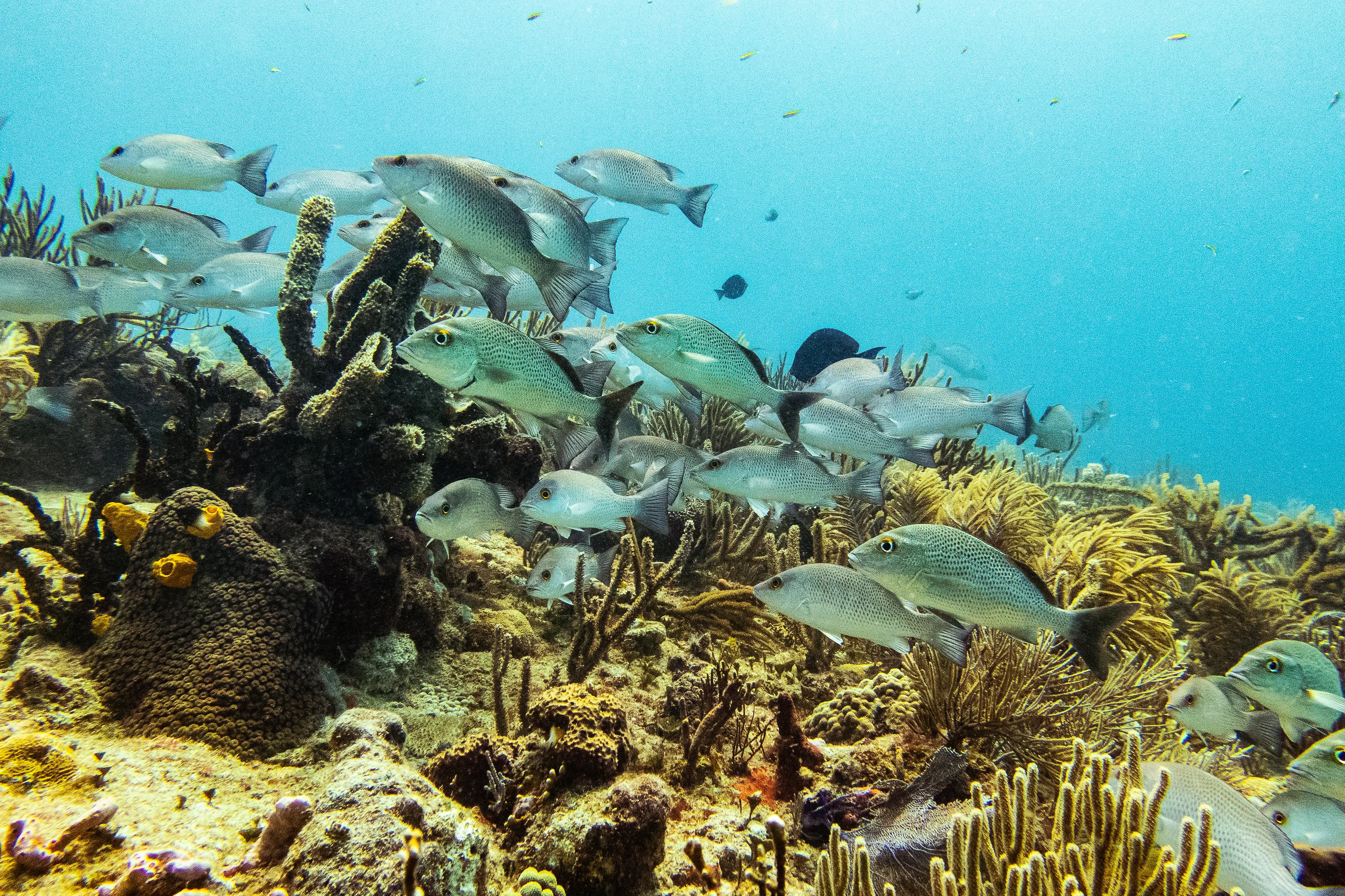 Divers on a Playa del Carmen reef