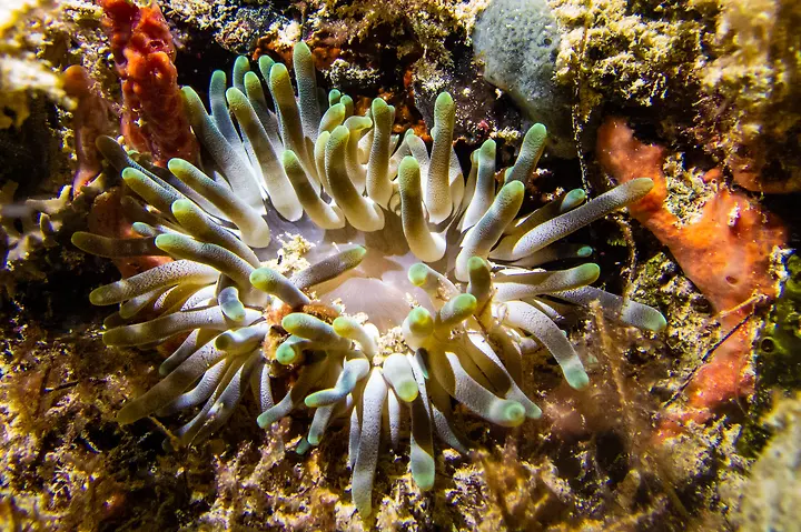 An anemone at night