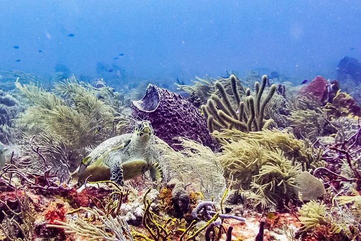 A turtle at Punta Venado