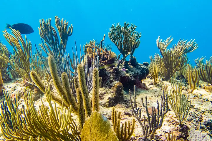 Sabalos reef